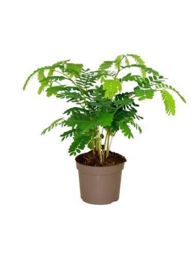Tamarindus Indica M13 árbol tropical tamarindo jardín terraza resistente