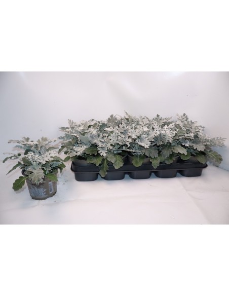 Senecio Marítima Silverdust M12 Gris Plata planta suculenta elegante fácil cuidado