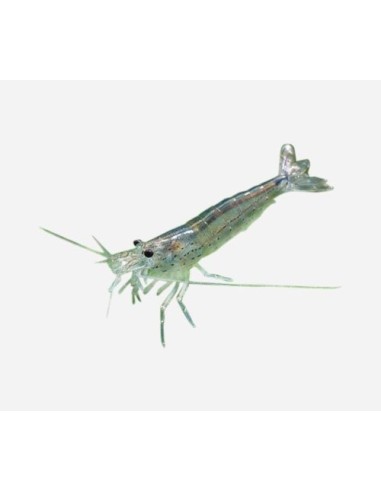 CARIDINA JAPONICA 2-2,5CM