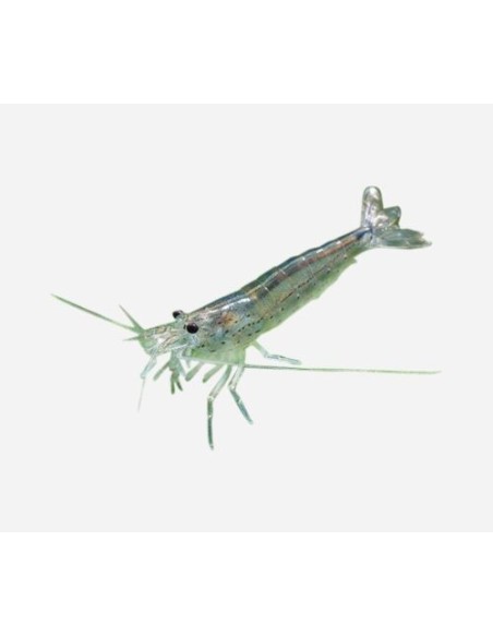 CARIDINA JAPONICA 2-2,5CM