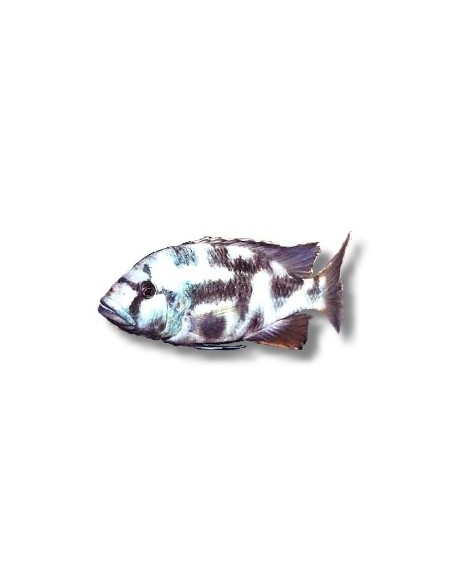 NIMBOCHROMIS LIVINGSTONII 4-5CM