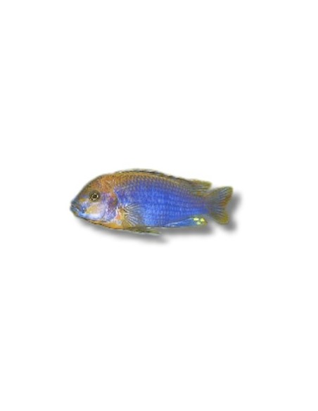 IODOTROPHEUS SPRENGERAE 3.5-4.5