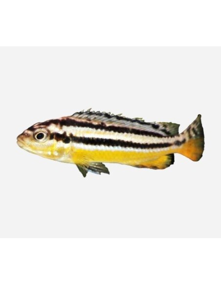 MELANOCHROMIS AURATUS 4-5CM