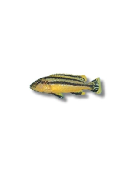 MELANOCHROMIS CHIPOKAE 4-5CM
