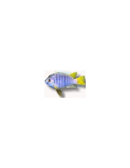 PSEUDOTROPHEUS ACEI  4-5CM