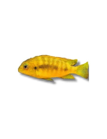 PSEUDOTROPHEUS TROPHEOPS 4-5CM