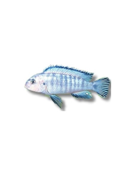 PSEUDOTROPHEUS SOCOLOFI 4-5CM