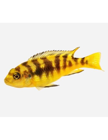 PSEUDOTROPHEUS CRABRO 4-4.5CM
