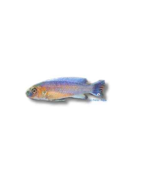 LABEOTROPHEUS TREWAVASAE 4-5CM