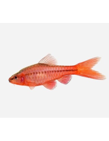 PUNTIUS TITTEYA 2-2,5CM