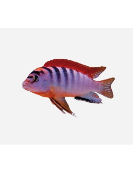 LABIDOCHROMIS HONGI RED TOP 3.5-4. 6,50