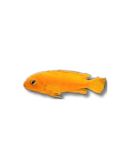 PSEUDOTROPHEUS SAULOSI 3.5-4CM