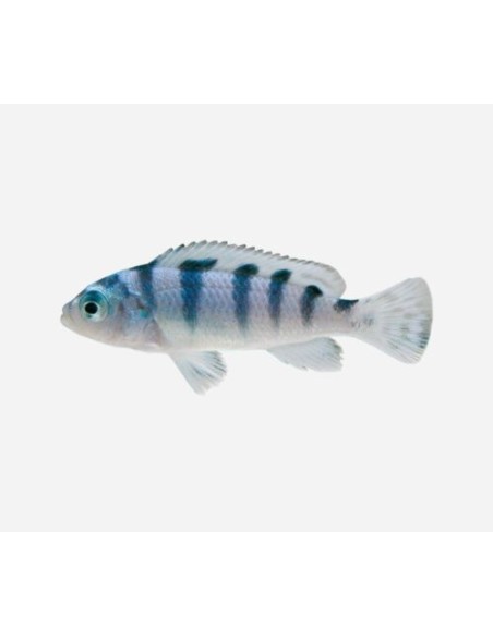 PSEUDOTROPHEUS LOMBARDOI 3.5-4CM