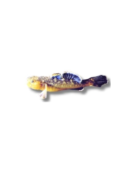 CHLAMIDOGORIUS EREMIUS GOLD 3-4CM