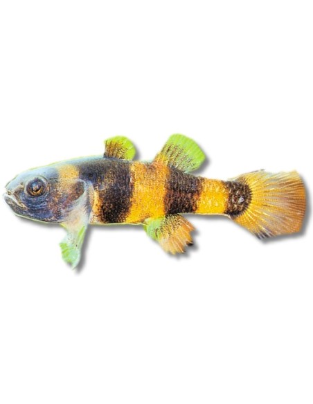 BRACHYGOBIUS XANTHOZOMA 2CM