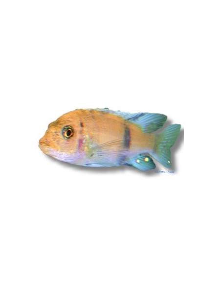 PSEUDOTROPHEUS ZEBRA OB 4-5CM