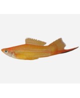 XIPHO SURTIDO 4-5CM