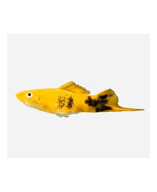 XIPHO SURTIDO 4-5CM