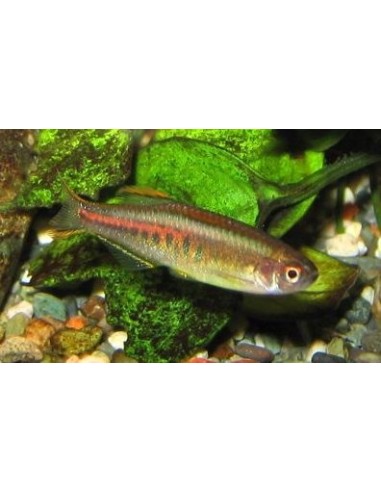 DANIO CHOPRAE 2-3CM