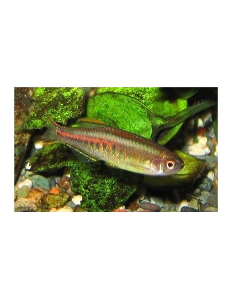 DANIO CHOPRAE 2-3CM