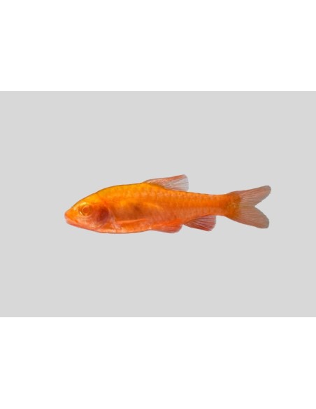 PUNTIUS TITTEYA ALBINO 2-2,5CM