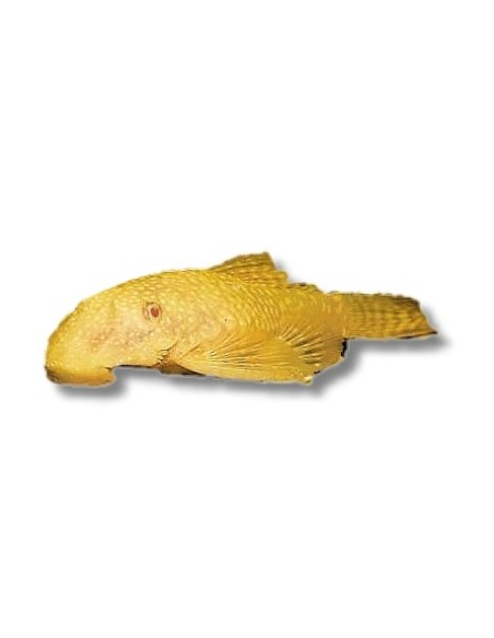 ANCISTRUS GOLD 4CM
