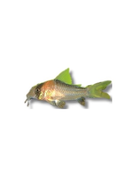CORYDORAS ADOLFOI 2,5-3