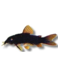 CORYDORAS SP BLACK VENEZUELA 2,5C-3CM