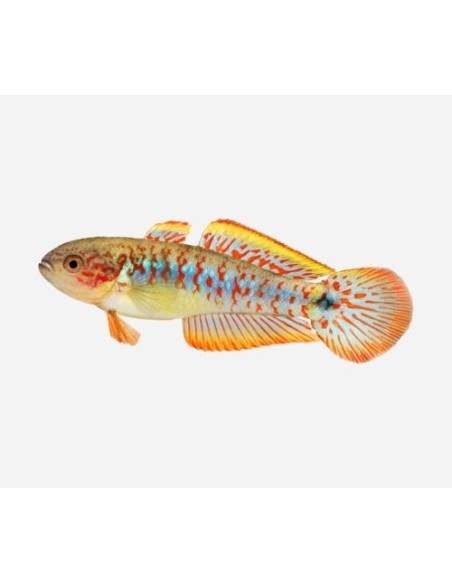 TATEURDINA OCELLICAUDA 3.5-4
