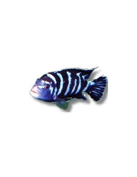 PSEUDOTROPHEUS  DEMASONI 3-4CM