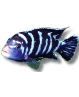 PSEUDOTROPHEUS  DEMASONI 3-4CM