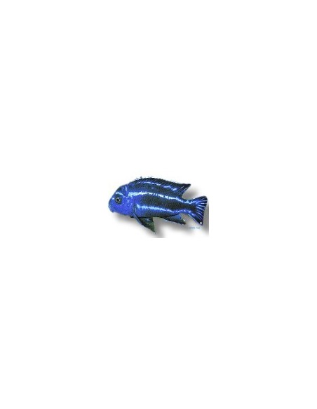 MELANOCHROMIS SP MAINGANO/CYANEORHABD