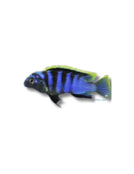 LABIDOCHROMIS SP MBAMBA 4-5CM