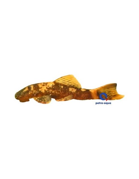 ANCISTRUS RED/BROWN LDA16 XXL >8,5 CM