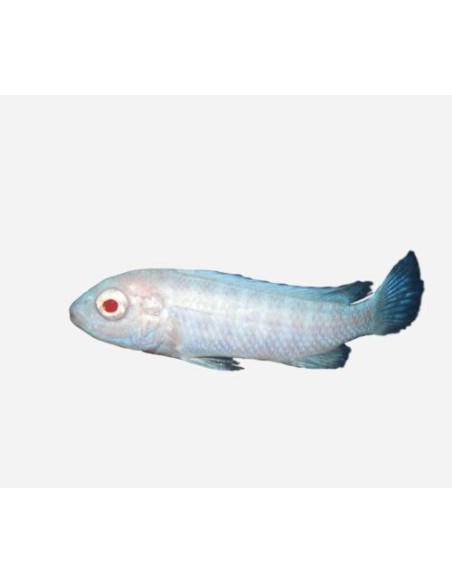 PSEUDOTROPHEUS SOCOLOFI ALBIN 3-5CM