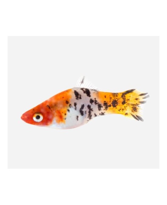 XIPHO SURTIDO 4-5CM