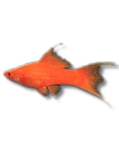 XIPHO SURTIDO LIRA HQF 5-6CM