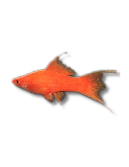 XIPHO SURTIDO LIRA HQF 5-6CM