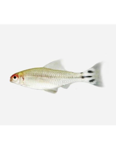 HEMIGRAMMUS RHODOSTOMUS 2-2,5CM