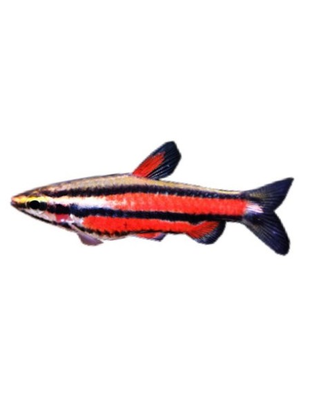 NANNOSTOMUS BECKFORDI RED 3