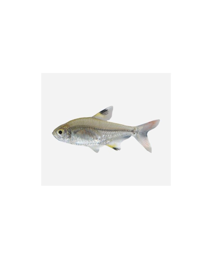 PRISTELLA MAXILLIARIS