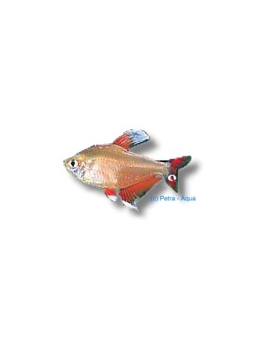 HYPHESSOBRYCON BENTOSI ROSACEUS WHITE