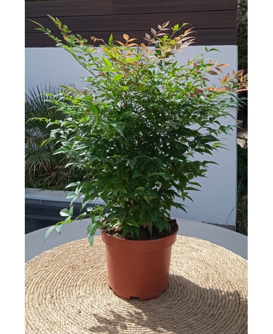 NANDINA GULF STREAM  C25 7.5L
