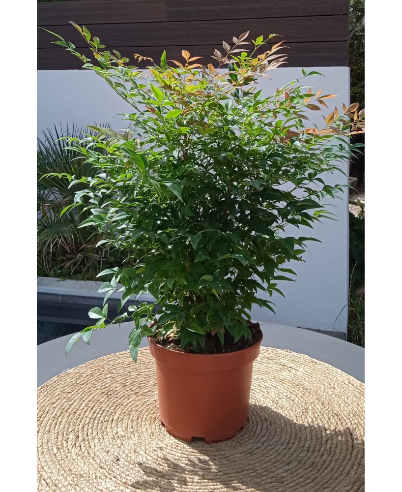 NANDINA GULF STREAM  C25 7.5L