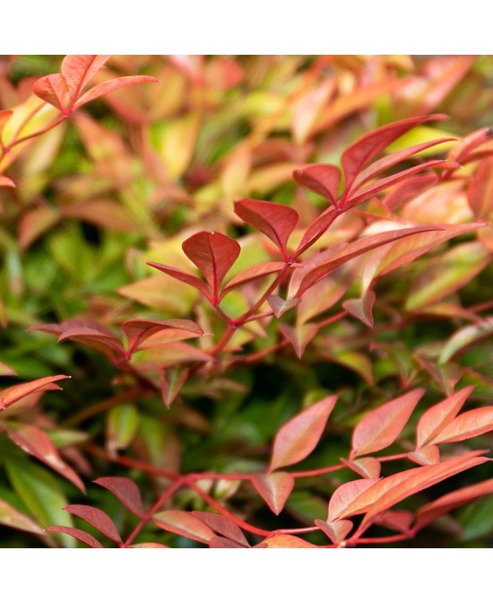 NANDINA GULF STREAM  C25 7.5L