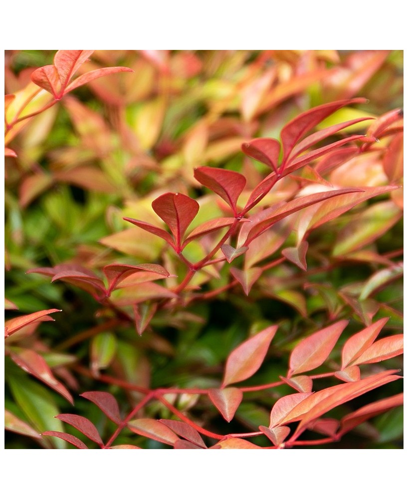 NANDINA GULF STREAM  C25 7.5L