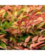 NANDINA GULF STREAM  C25 7.5L