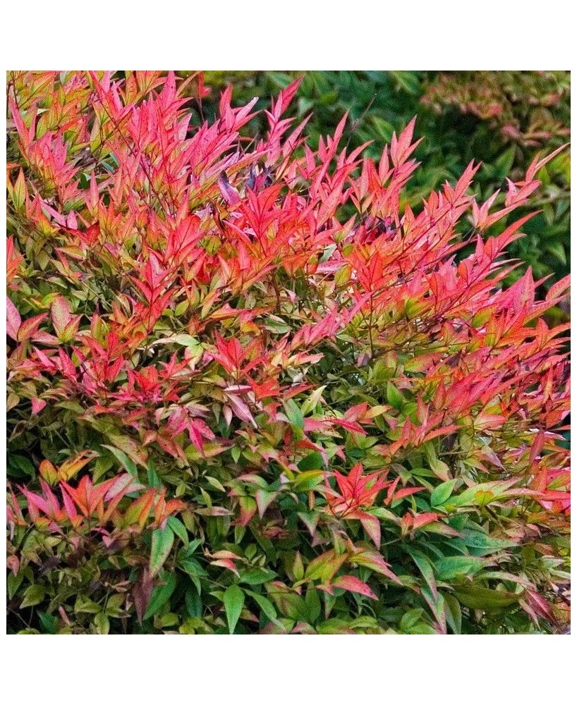 NANDINA GULF STREAM  C25 7.5L