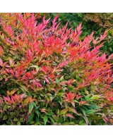NANDINA GULF STREAM  C25 7.5L