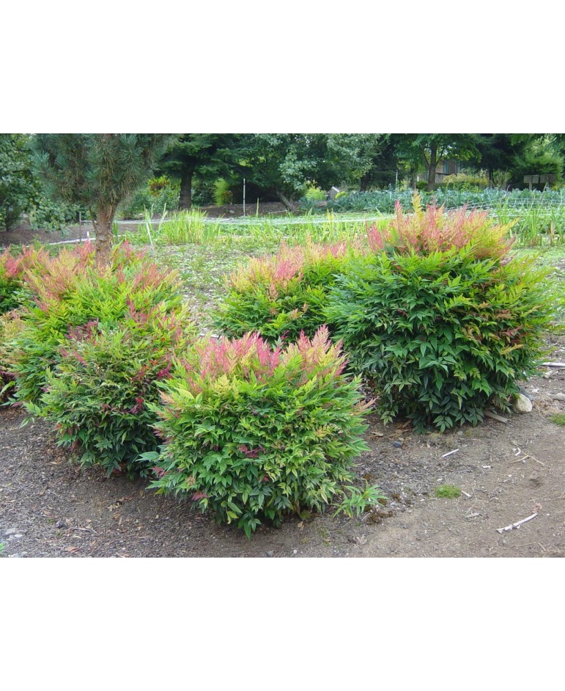 NANDINA GULF STREAM  C25 7.5L